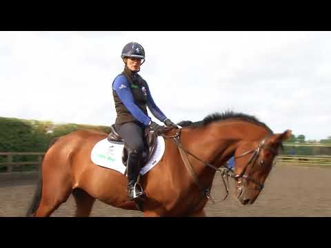 Training the Young Horse for Eventing - Gridwork