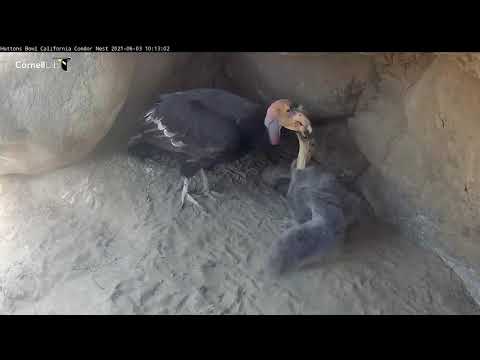 California Condor Chick Eats Piece Of Hide After Winning Tussle With Female – June 3, 2021