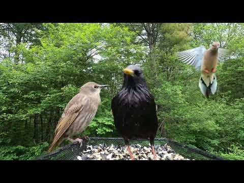 Crow, Blue Jays, Starlings, Mourning Doves