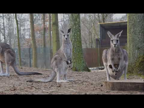 Młody kangur wyskoczył z torby!