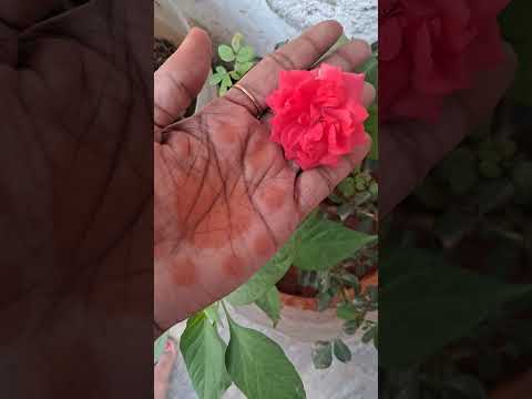 # beautiful  rose 🌹 # like #and subscribe @#