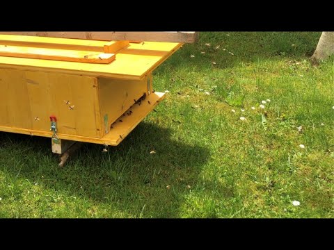 Mellifera Bienenkiste Bienenschwarm Volk | Die ersten Tage im neuen Zuhause