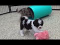 Mini Sheepadoodle dogs for sale: Nutella - Video 1
