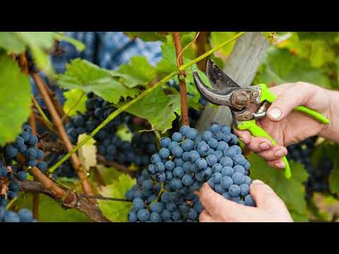 Autohtone vrste Srbije ep.1 -  Sorta grožđa Prokupac  - 07.02.2019.