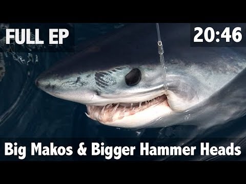 Shark Research Big Makos & Bigger Hammer heads