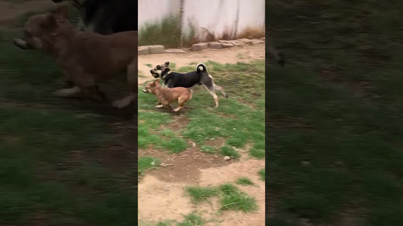 Enlarge Delilah, an adopted French Bulldog in Fresno, CA video 5/5