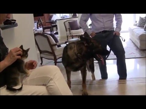 German Shepherd destroys cats!    Can he be stopped?