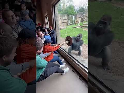 💪 Gorilla vs Humans Tug of War — You Won’t Believe the Power! 🦍🔥 #shorts