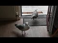 Marsha The Herring Gull Brings One Of Her Babies Into The Kitchen
