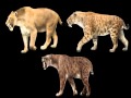 The Proper Way To Say The Smilodon Name Saber Tooth Cat
