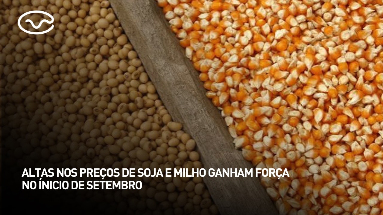 Alta nos preços de soja e milho ganham força no ínicio de setembro