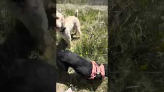 Video preview image #1 Rottweiler Puppy For Sale in MIDWAY, UT, USA