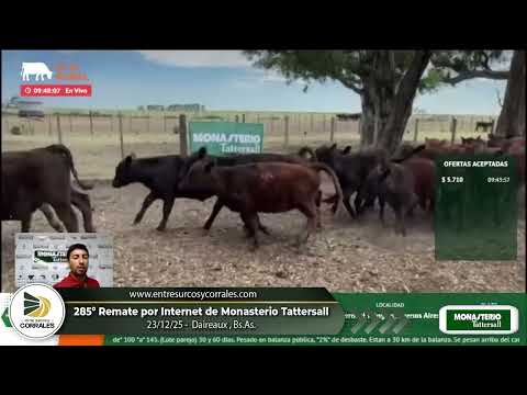 23-12-25 - 285º Remate por Internet de Monasterio Tattersall - Daireaux, Bs.As.