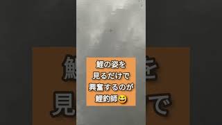 海からの帰り道、鯉たちに遭遇して興奮！