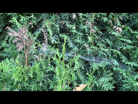 Kangë Dashnie - Flaka Kokolli - Neo_School Vol. 2