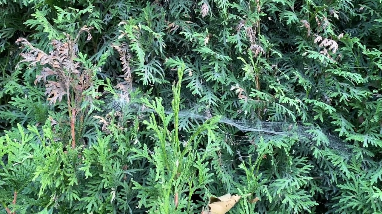 Kangë Dashnie - Flaka Kokolli - Neo_School Vol. 2