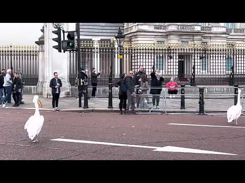 Pelican Crossing | Pelicans at the Palace #buckinghampalace #london #nature #wildlife #royalfamily
