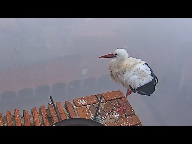 Live webcam view of Madrigal Stork Nest Cam