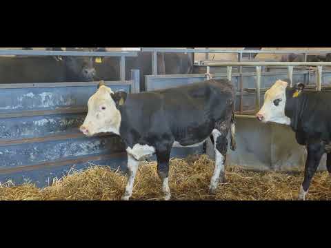 5 Quality Hereford heifer weanlings for sale - Image 2