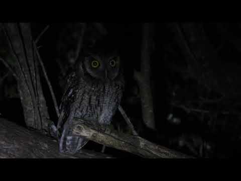 06/09/2025- Tamborcito Común/ Megascops choliba (Paso Centurión -Cerro Largo-Uy)