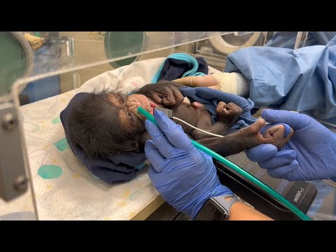 Chimpanzee sees baby for first time
