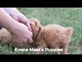 Cockapoo dogs for sale: Rocky - Video 1