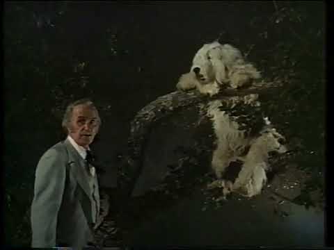 Walt Disney Productions: The Shaggy D.A. - 1976 Trailer (UK/PAL Toned Version) #1976 #disney