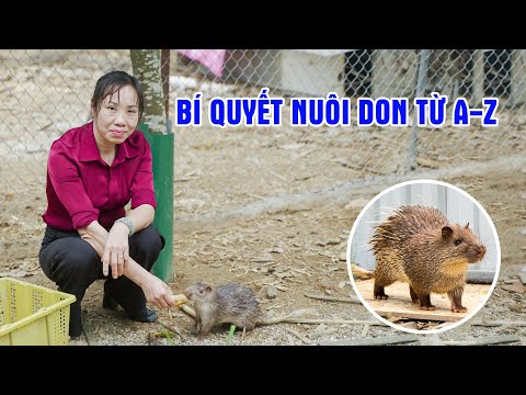 Highly Effective Semi-Wild Don Raising Techniques | Unique Model in Phu Tho || LamNongTV