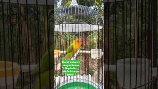 Download lagu TIPS BERBAGI RAWATAN BETINA DEWASA SINGLE FIGHTER  #rawatanlovebird #lovebird mp3 Download lagu TIPS BERBAGI RAWATAN BETINA DEWASA SINGLE FIGHTER  #rawatanlovebird #lovebird mp3