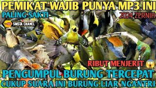 Download lagu Suara pikat Semua Burung Kecil 😱 Mp3 Terbaru Auto Panen Burcil Dalam Sekejap mp3 Download lagu Suara pikat Semua Burung Kecil 😱 Mp3 Terbaru Auto Panen Burcil Dalam Sekejap mp3