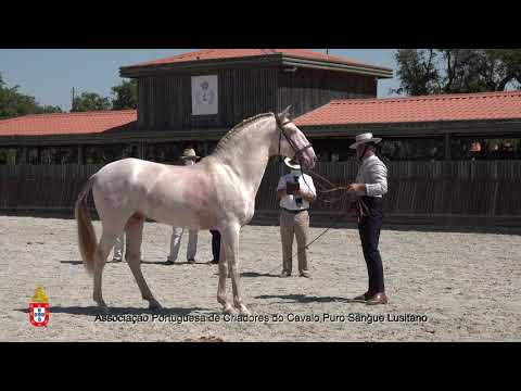 210717 10 Grafite - Aprovação de Garanhões