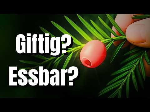 Warning: This edible berry can be deadly – ​​you need to know this! ⚠️