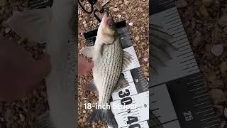 Bank Fishing at Lake Anna: Worth it? #shorts #lakeanna #striper #fishing
