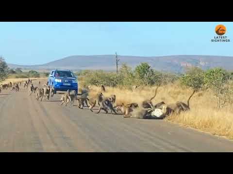Leopardo VS babuínos