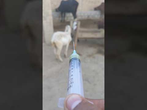 Treatment of a Goat#music #electronicmusic #dubstep #bass #goat #camelvoice#cowgoat #animals #camel