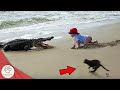 25 Hero Cats That Saved Human Lives | Cats being LEGENDS ! DEFAULT Thumbnail