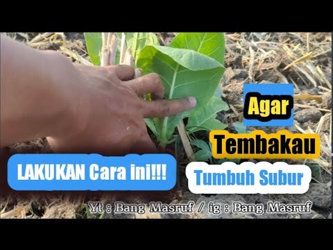 Tanam Tembakau Subur || Lakukan ini!!!