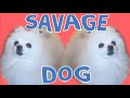 SAVAGE DOG SAVAGE LOVE