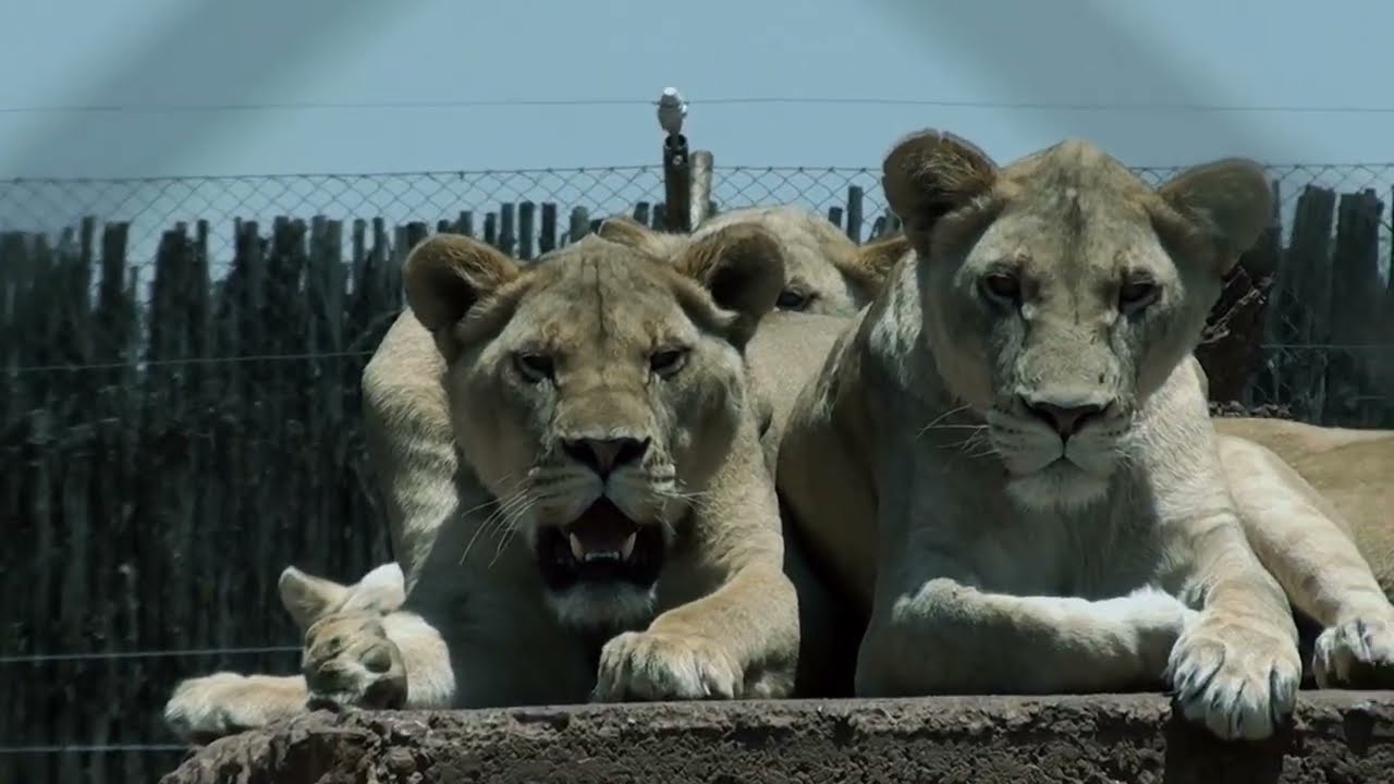 World Lion Day!