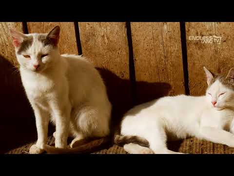 COTOROAIA VILLAGE, CERTESTI COMMUNE, GALATI COUNTY, ROMANIA
