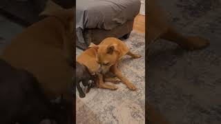 Video preview image #1 American Pit Bull Terrier-Unknown Mix Puppy For Sale in Lexington Park, MD, USA
