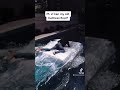 Taking Old Mattress For A Swim