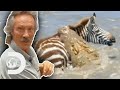 Zebra Cross Crocodile Infested Waters Big Cat Tales