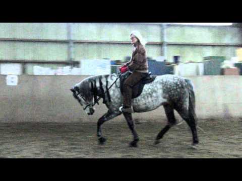 B..ce Sattel Trab etwas wippen.AVI