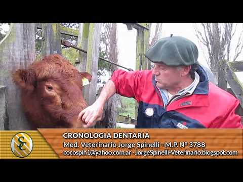 Dr. A.S. Jorge Spinelli - Dental Chronology
