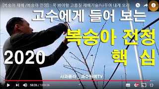 [복숭아 재배 /복숭아 전정] 꼭 봐야할 재배기술/최우수 선도농가를 만나다/나무에게 맡기다