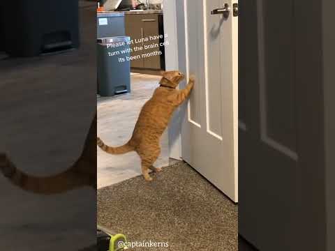 *orange cat behavior*