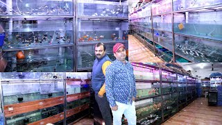 Aquarium Fish Collection at Wholesale Pet Store in Delhi || Wholesale Fish Shop in Ghitorni Delhi