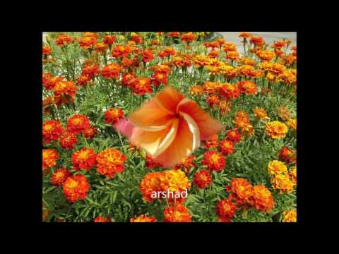 Phool Nebe Balo Konti_Md  Abdul Jabbar.