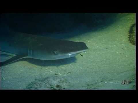 Weißspitzen-Hai mit Angelhaken, Abu Dabbab (Marsa Alam),Ägypten